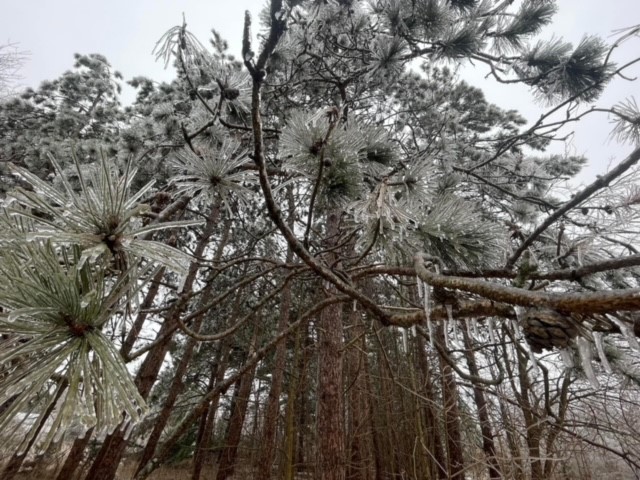 Planning Commission Meetings